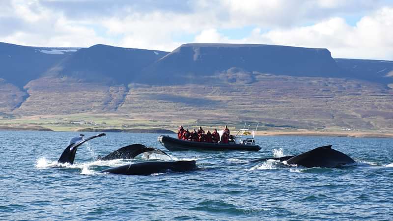 RIB boat on a whale watching tour in Akureyri.