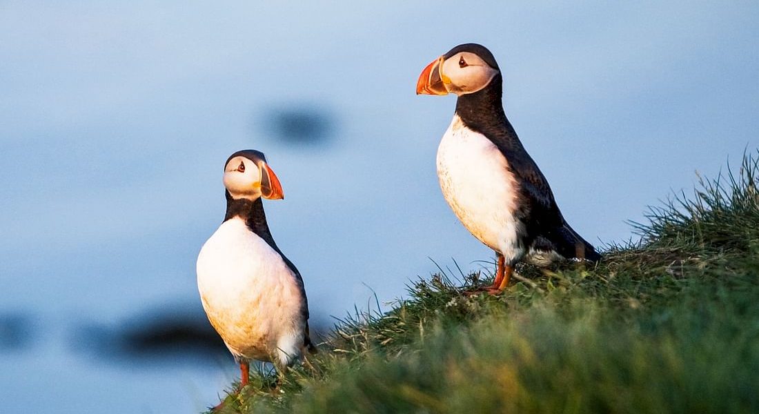 puffins1