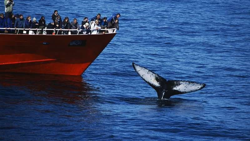 Whale tail and a boat with people that are enjoying one of the best whale watching tours in Iceland.
