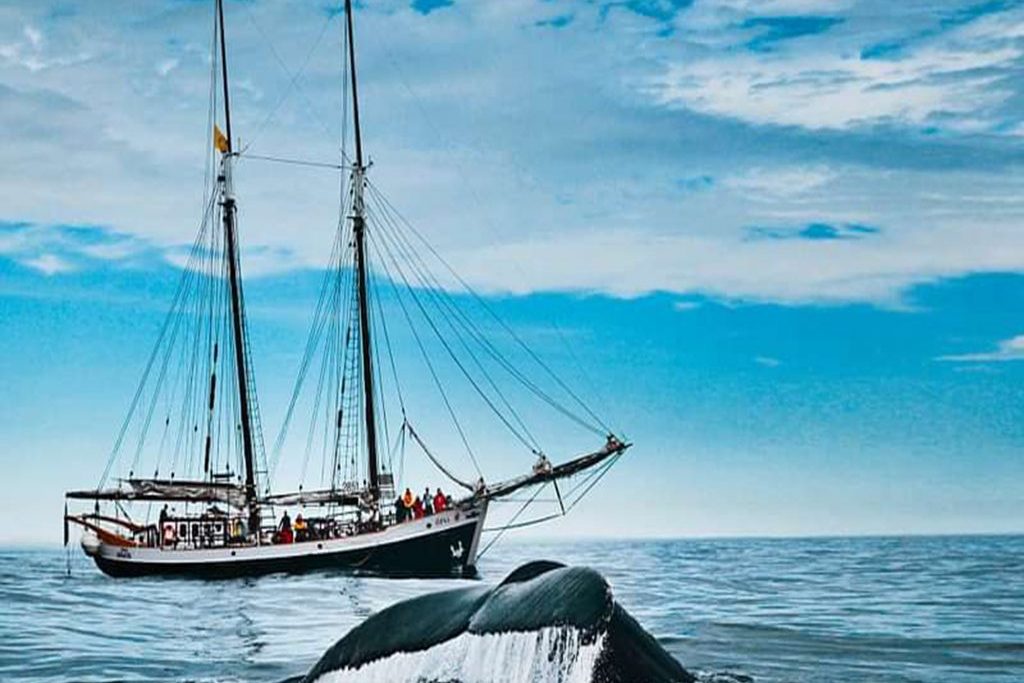 Husavik_carbon