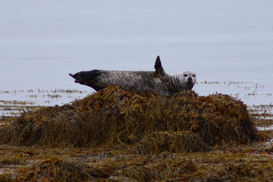 Seals in Iceland