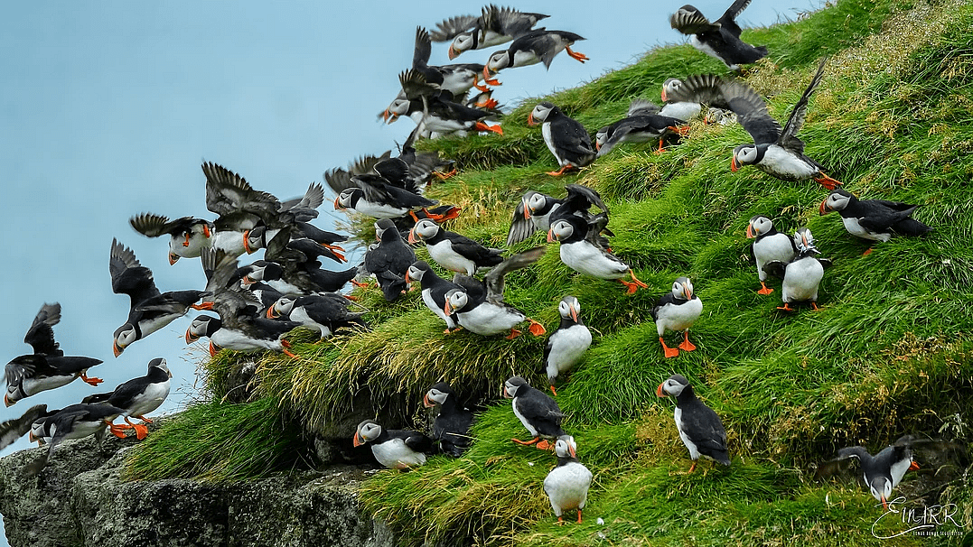 Puffins in Iceland: A Complete Guide | Adventures.com