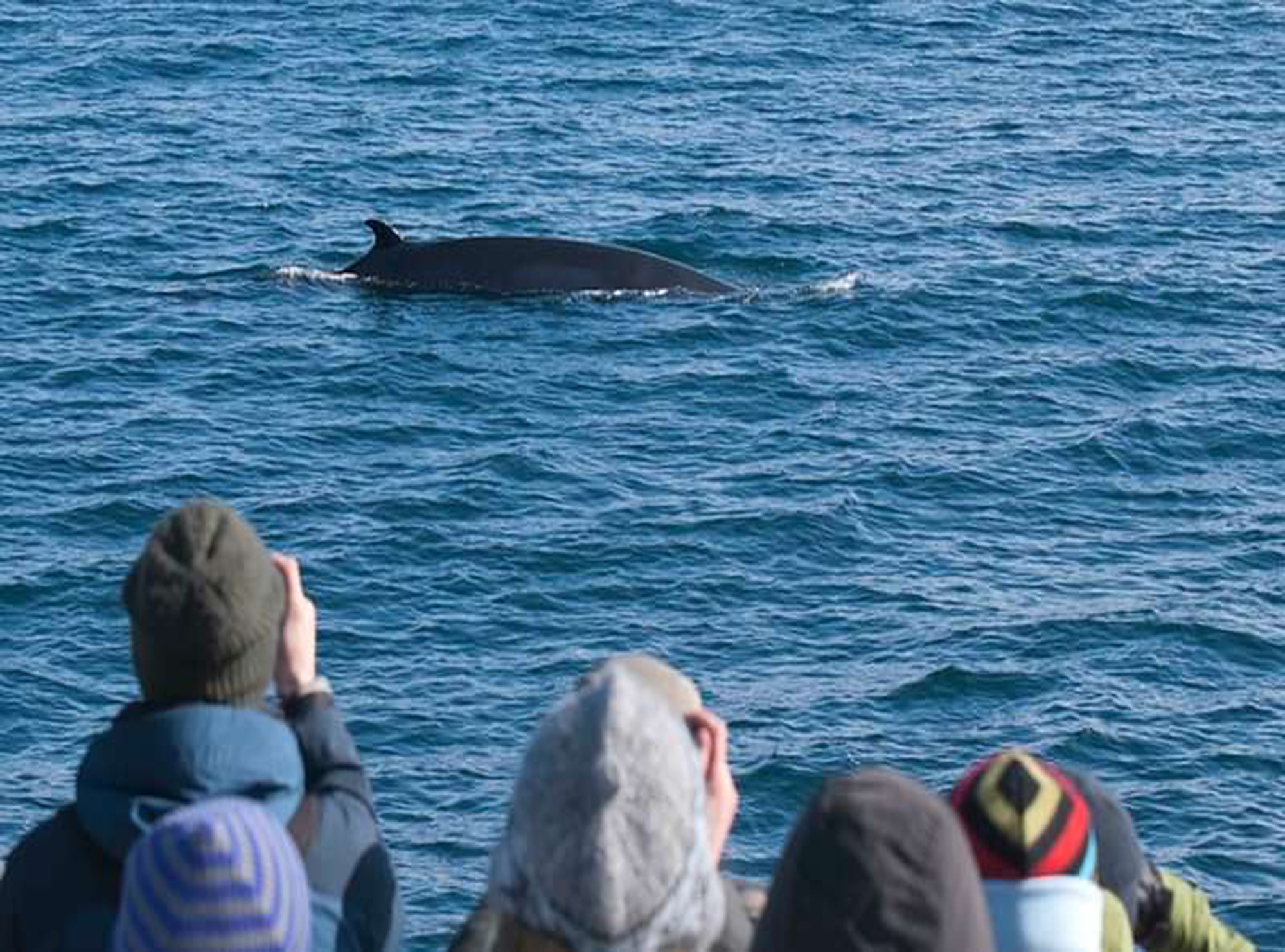 People spotting a whale during one of the best whale watching tours in Iceland.
