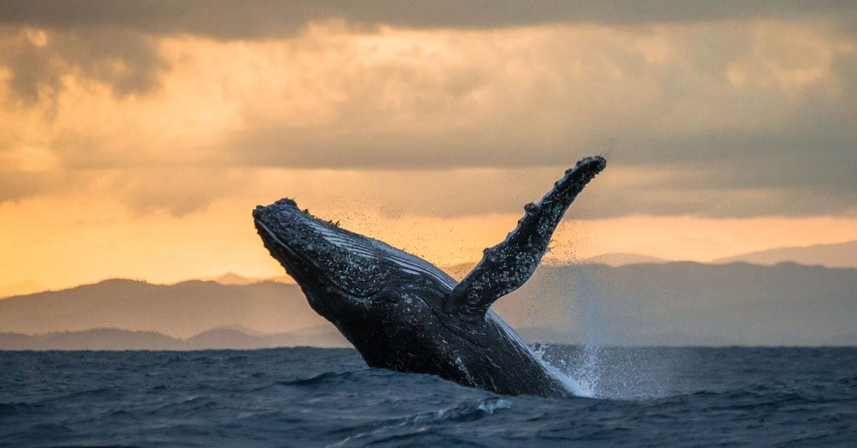 humpback-whale-jumping-out-of-the-water