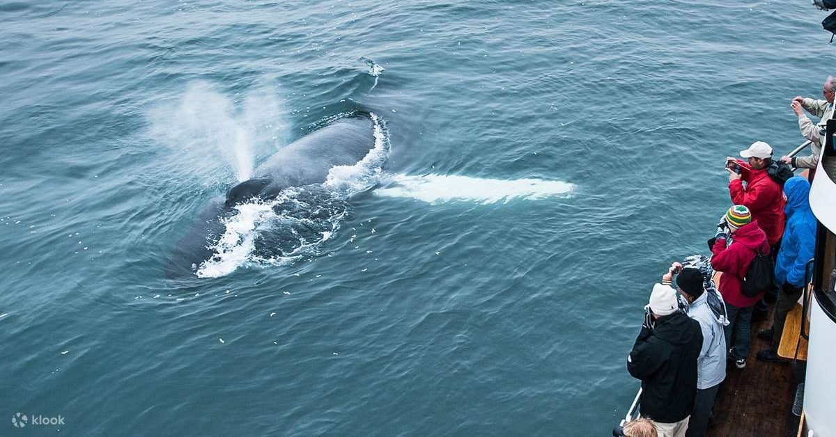Hjalteyri Whale Watching Tour
