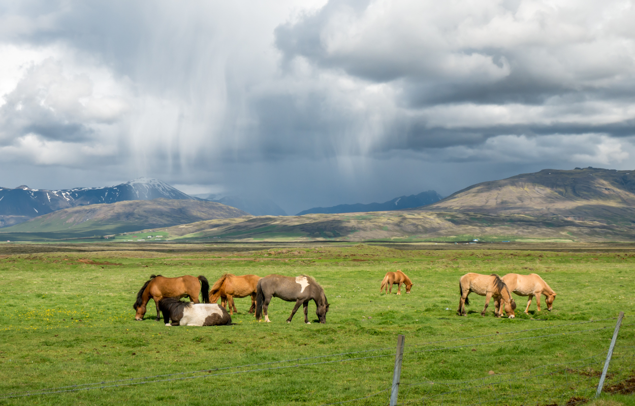 Icelandic horses roaming in nature.