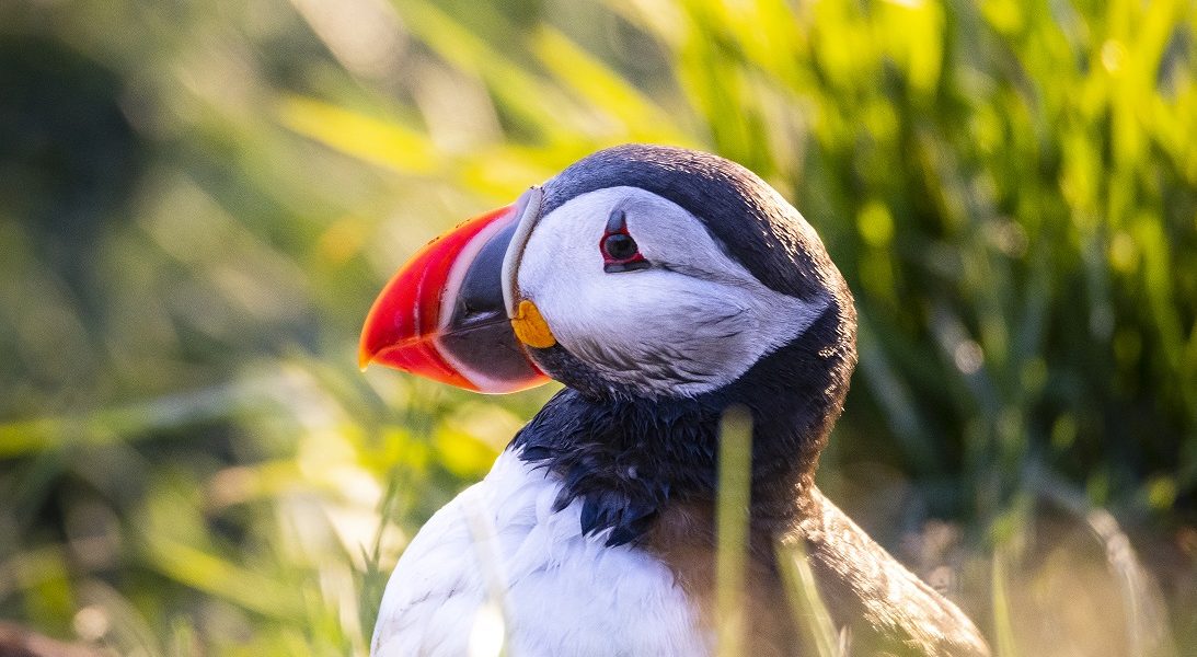Puffin hiding in grass.