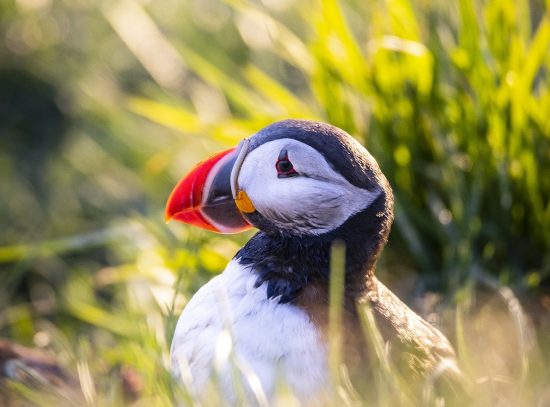 Puffin hiding in grass.