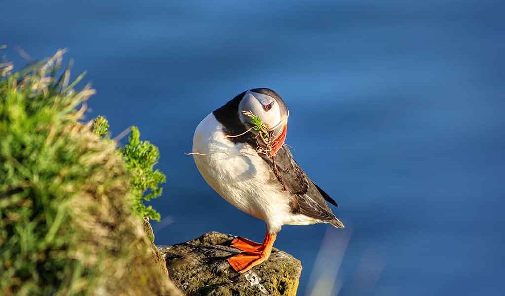 Puffin-blue-1 Puffin-blue-1