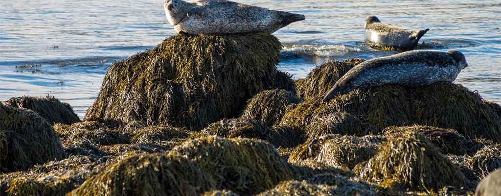 Ytri-Tunga-seal-1