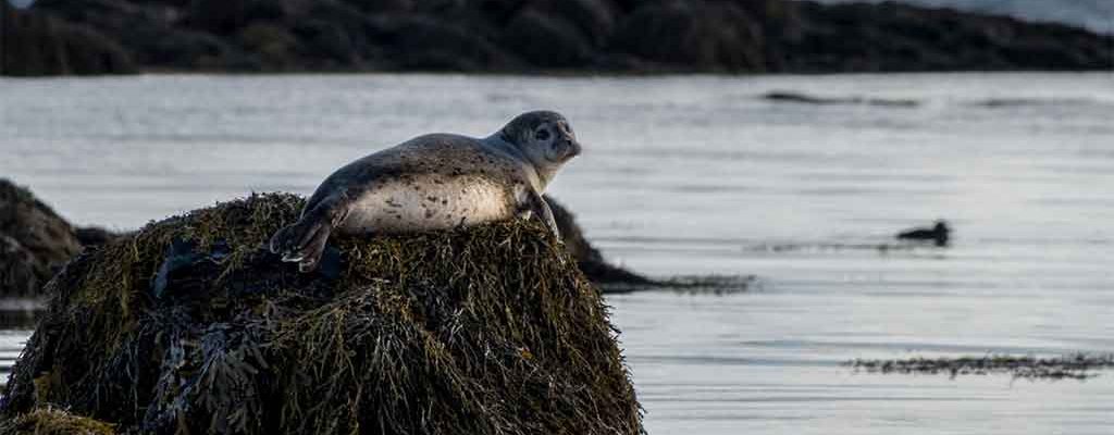 Ytri-Tunga-seal