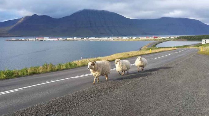 2 Hour Sight Seeing Adventure - Isafjordur