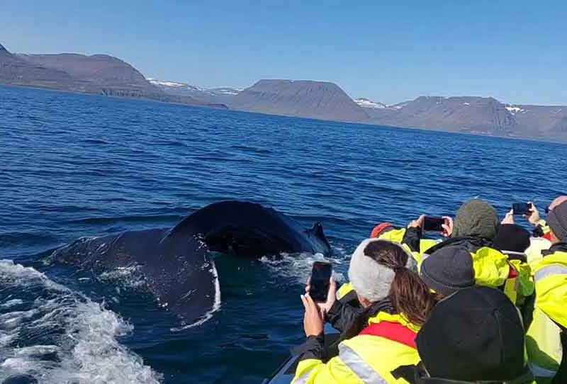 RIB Boat Isafjordur