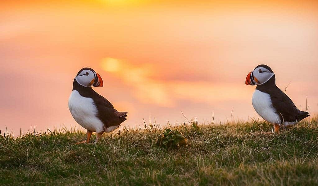 Puffin Seydisfjordur
